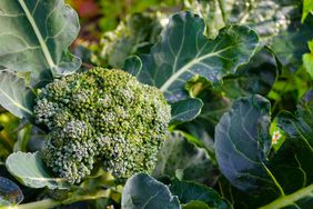 Fresh broccoli plant with flower head, growing in home garden.