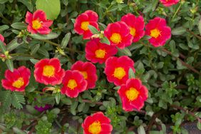 Ornamental Purslane (Portulaca hybrid)