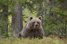 brown bear 