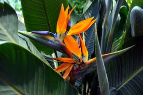 bird of paradise