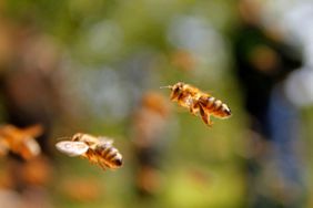 Bees Flying