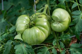 Catfacing Tomatoes