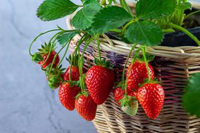 Strawberry in pot