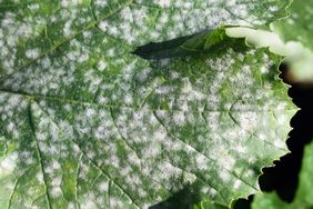 mildew on plants 