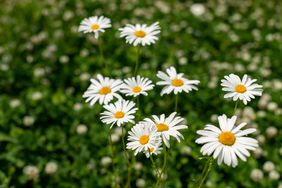 daisies