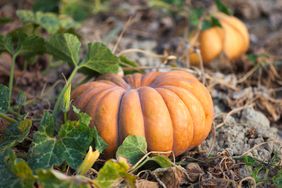 Fairytale pumpkins on ground surrounded by vines and dirt 