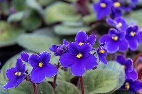 african violets