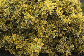 Golden Euonymus