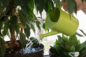 watering plant