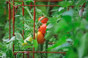 Plum tomatoes growing in tomato cage