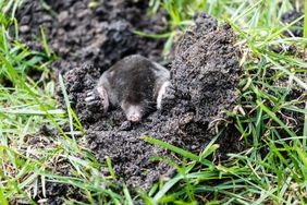 Mole Coming out of a hole in the ground