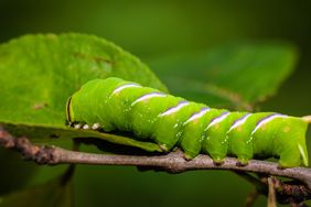 Spotted Tomato Hornworm