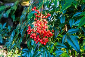 Red Nandina Berries Surrounded by Glossy, Pointed Green Leaves