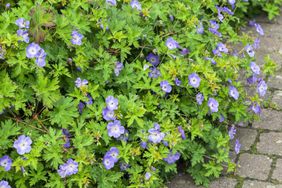 'Rozanne' Geranium 