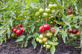 Tomatoes growing on plant