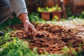 planting bulbs