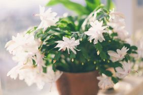 Thanksgiving Cactus