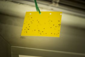 Gnats on Fly Tray