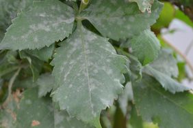 Powdery mildew. The disease is easily recognisable as a white to gray powdery growth on leaves 