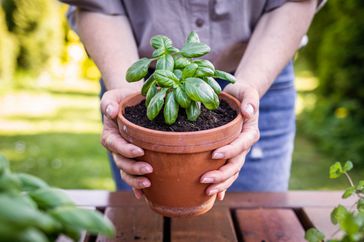 Woman Holding Basil Plant