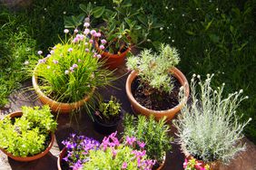 Rosemary surrounded by plants in pots