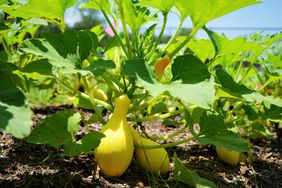 crookneck squash