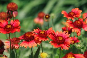 These richly colored blanket flowers blooming in garden