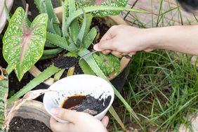 Coffee grounds being added to aloevera plant as natural organic fertilizer rich in nitrogen for healthy growth