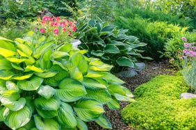 Hosta plants in garden surrounded by other flowering plants