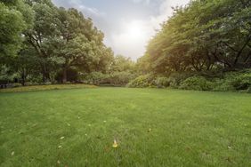 Backyard Lawn