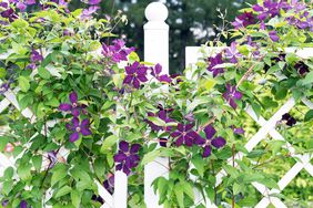 Clematis growing on fence 