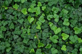 ivy growing on the ground