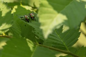 June Bugs on leaf