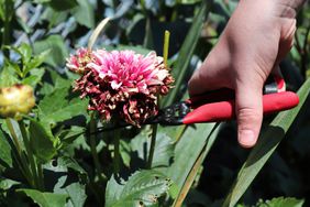 Deadheading Dahlias 