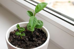 Lemon Seedling Growing in Pot