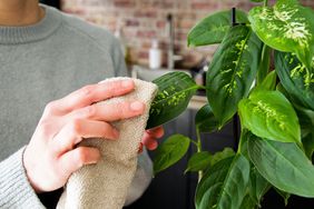 dusting houseplants