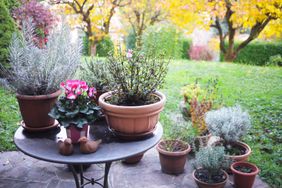 Potted plants on patio