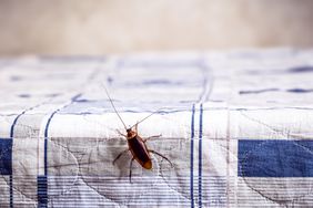 Cockroach on Bed