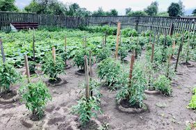 Tomato Plants in garden 