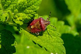 stinkbug