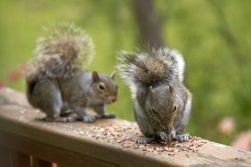 Squirrels Eating Bird Seed