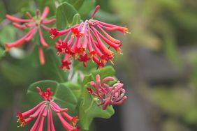 Coral Honeysuckle