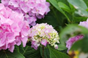 hydrangeas