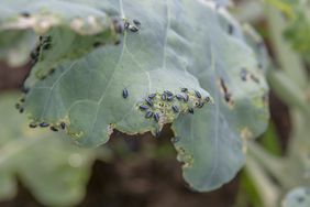 Cabbage flea beetle (Phyllotreta cruciferae) or crucifer flea beetle. Damaged leaves of purple kohlrabi (German or Cabbage Turnip) in the vegetable garden.