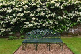 Climbing Hydrangea