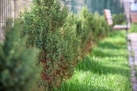 jumiper hedges