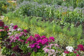 flowers, herbs, and vegetables in a lush garden