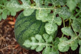 growing watermelon