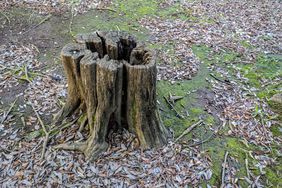 tree stump