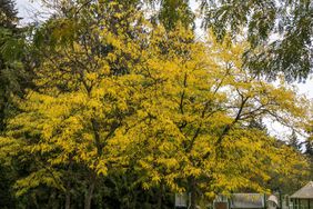 locust tree